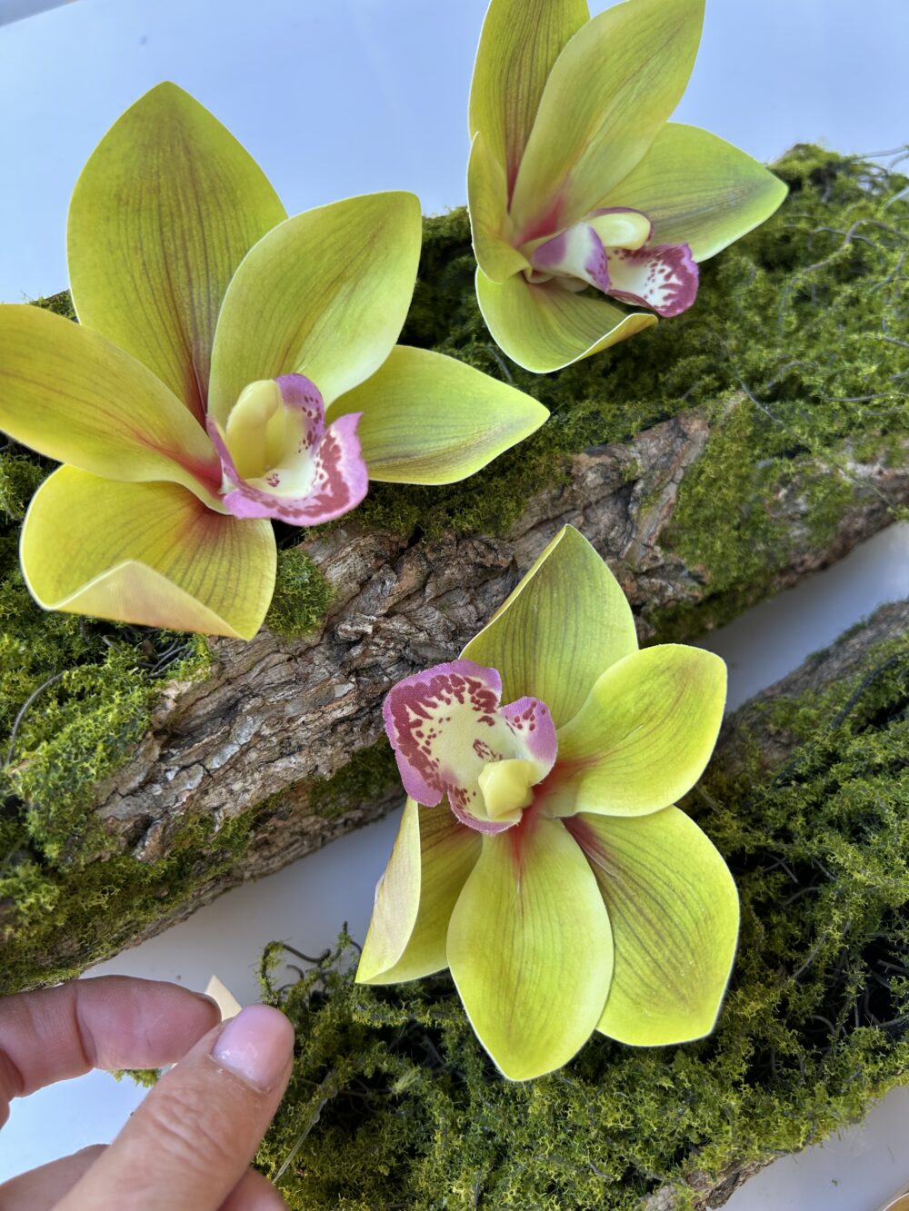 Цимбидіум зелений