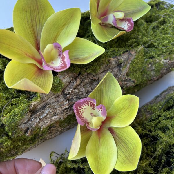 Цимбидіум зелений