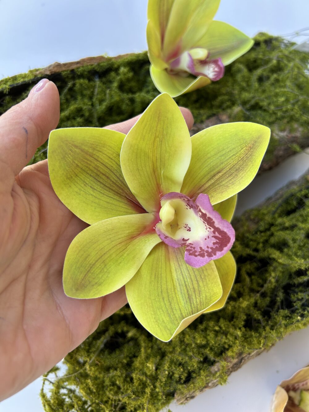 Цимбидіум зелений - Зображення 2