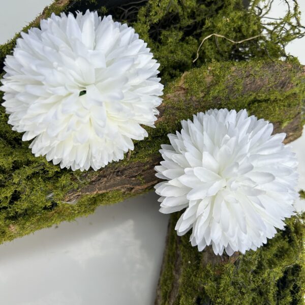 Хризантема біла