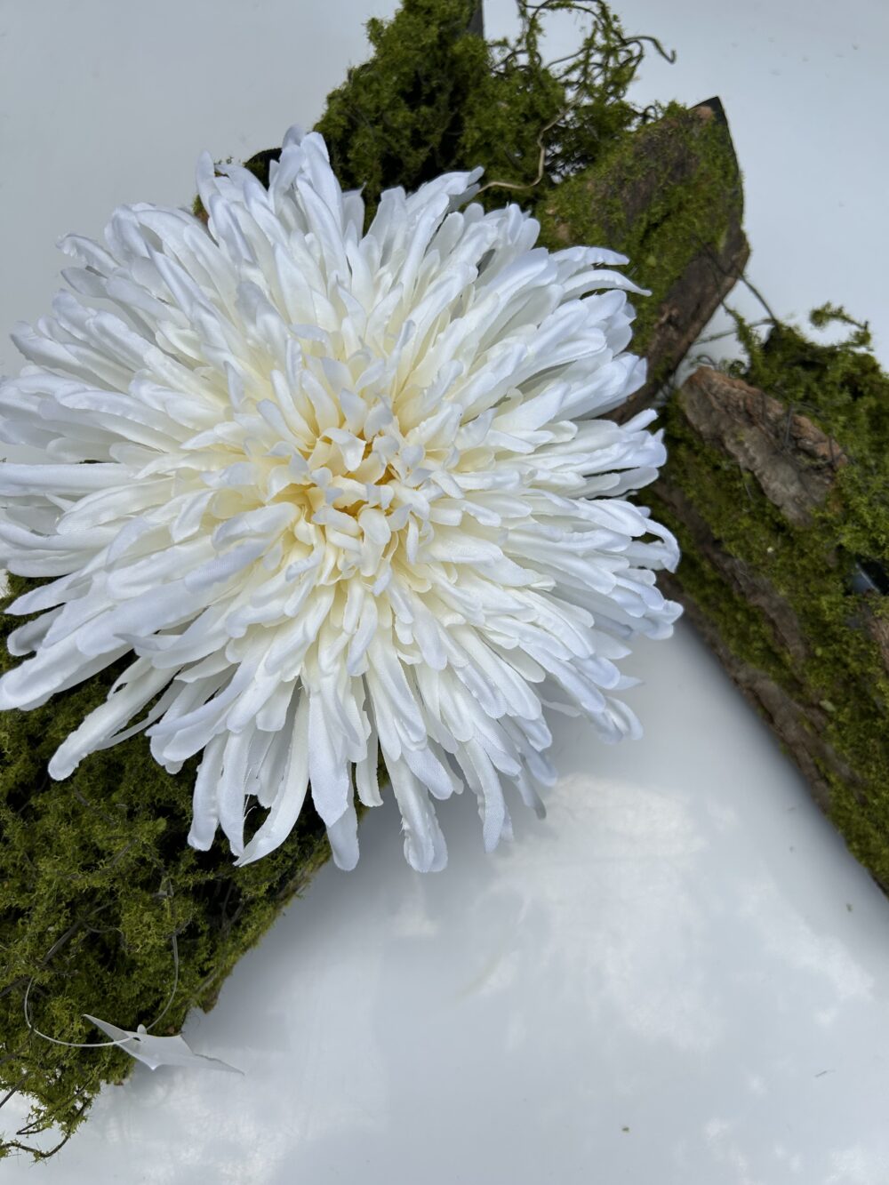 Хризантема айворі