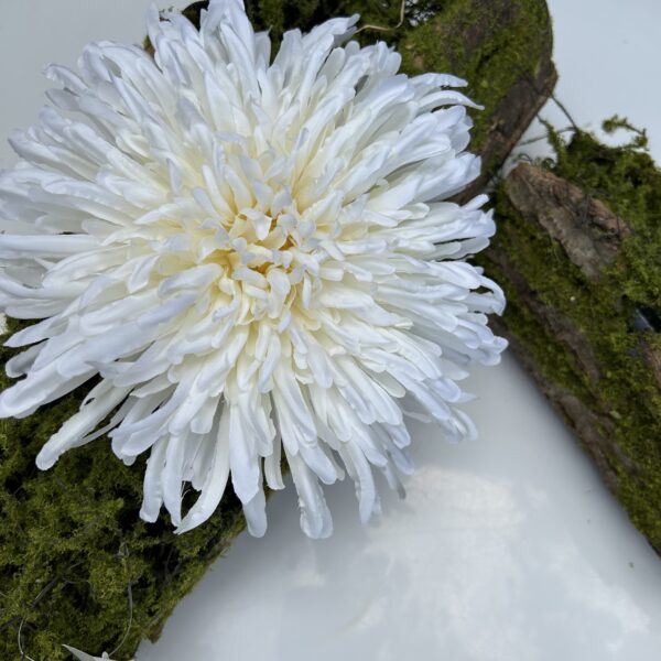 Хризантема айворі