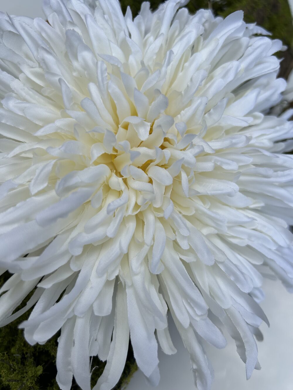 Хризантема айворі - Зображення 2