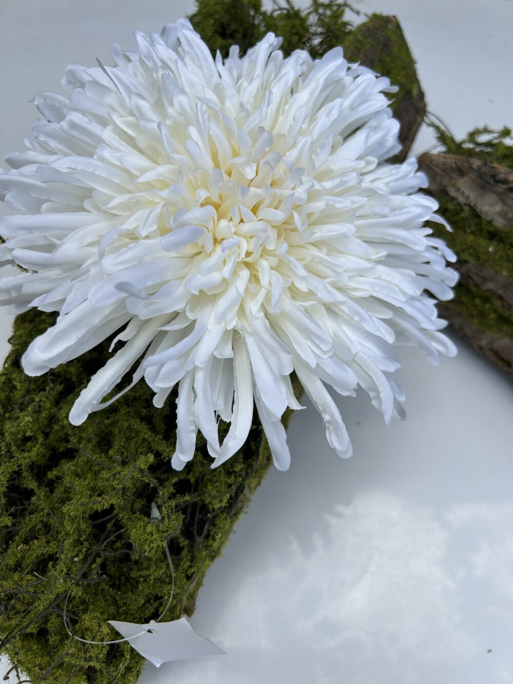 Хризантема айворі - Зображення 3