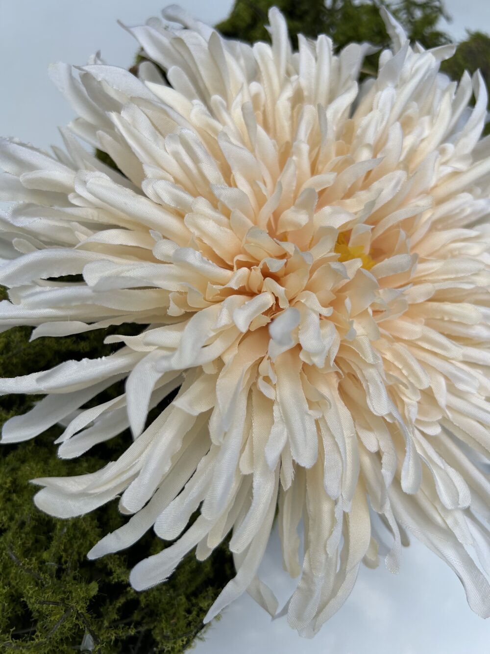 Хризантема шампань - Зображення 2