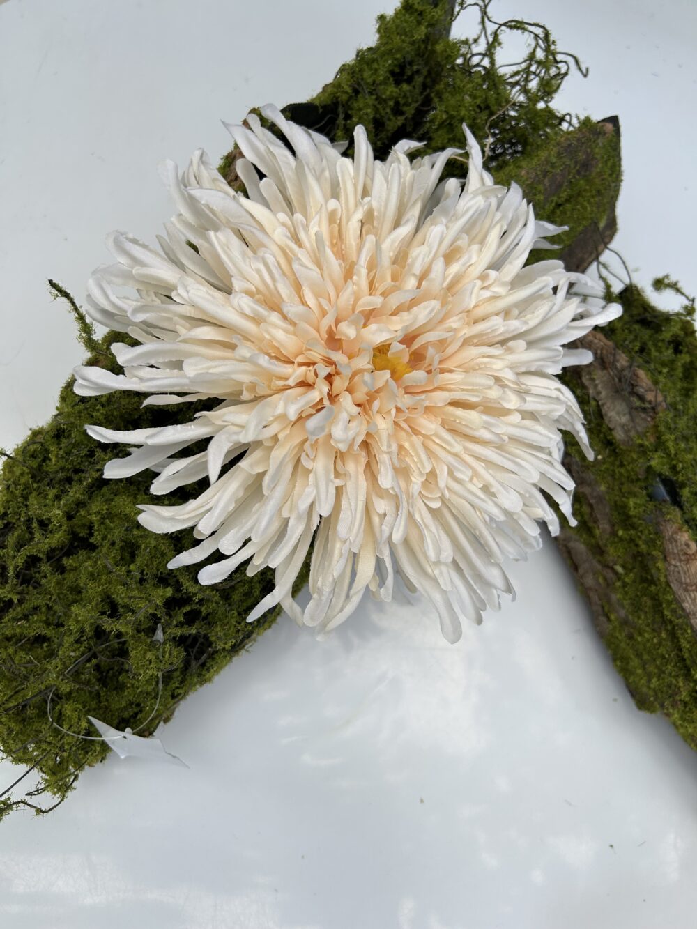 Хризантема шампань