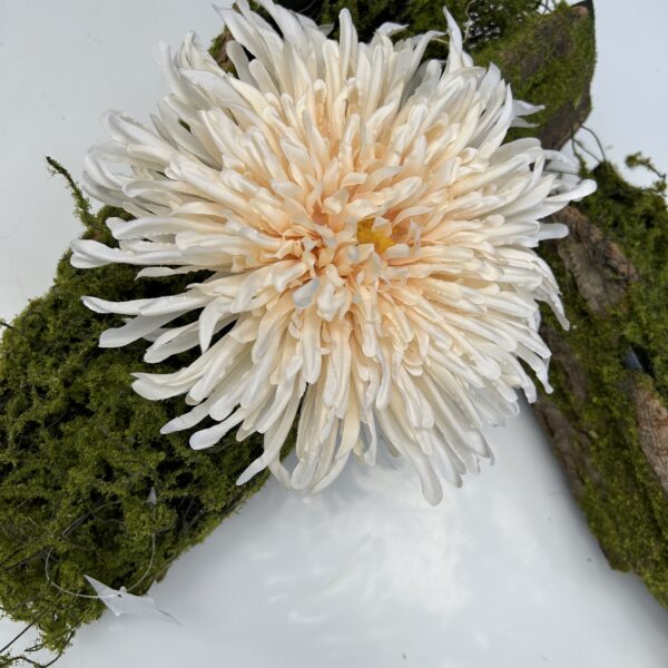 Хризантема шампань