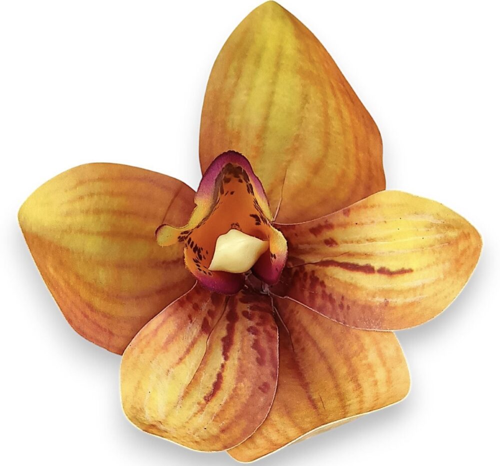 Цимбидіум охра