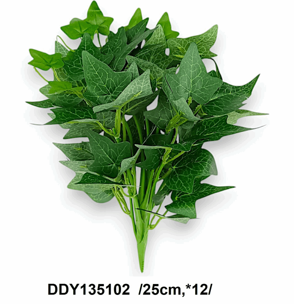 Кущ плюща,плющ