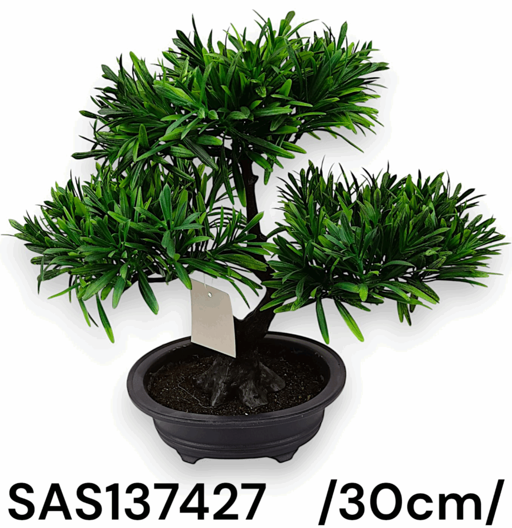 Бонсай дерево