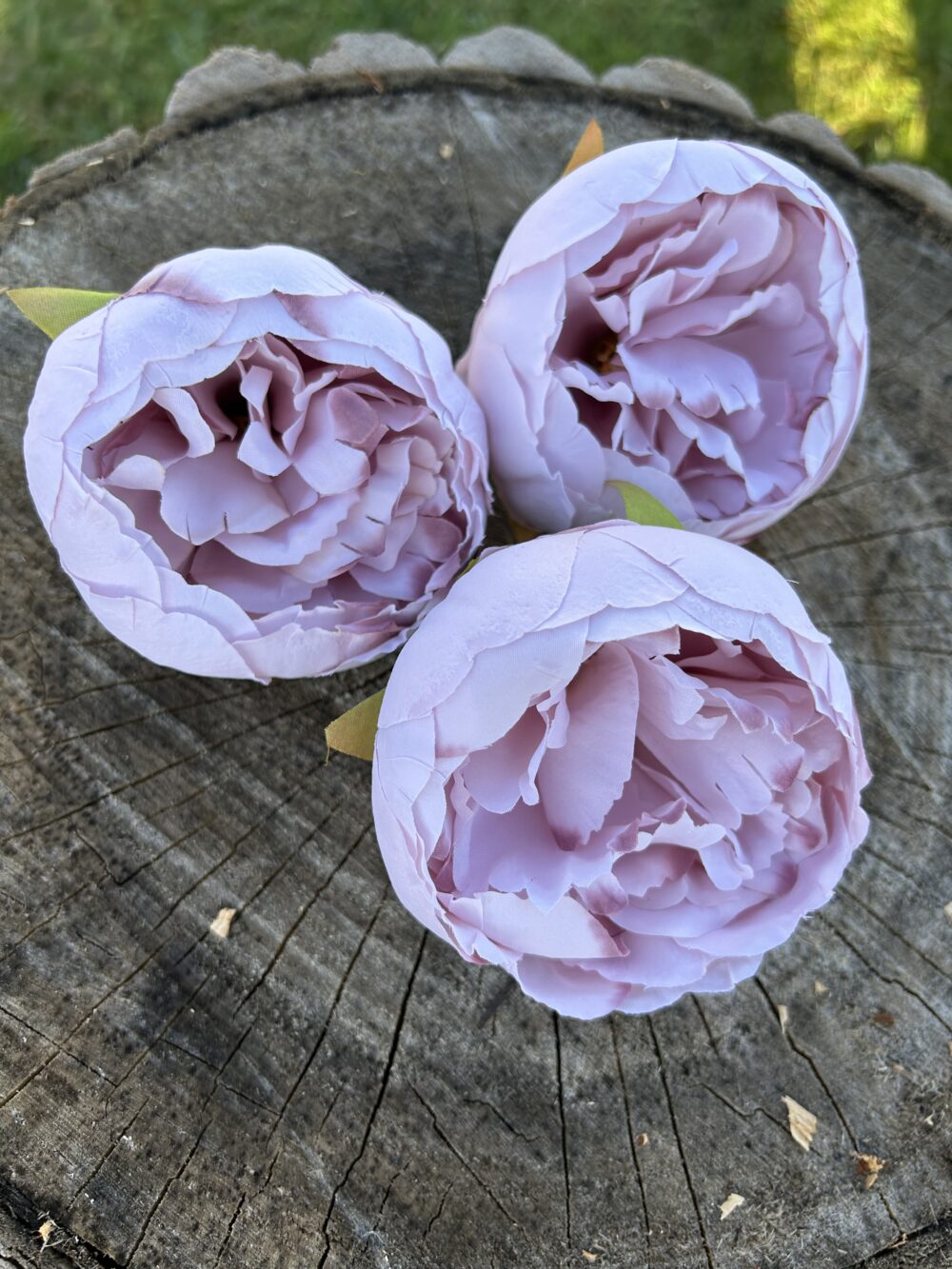 Піон рожевий