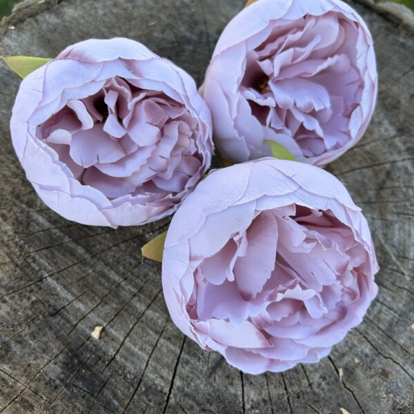 Піон рожевий