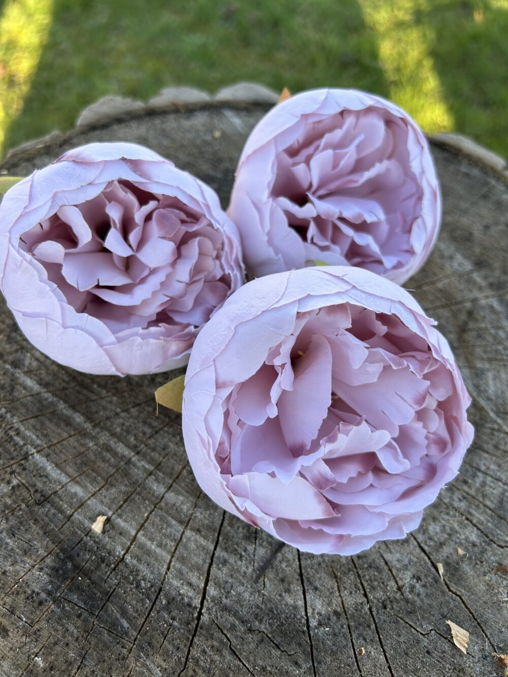 Піон рожевий - Зображення 2