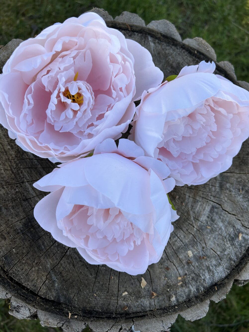 Піон ніжно-рожевий