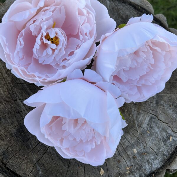 Піон ніжно-рожевий