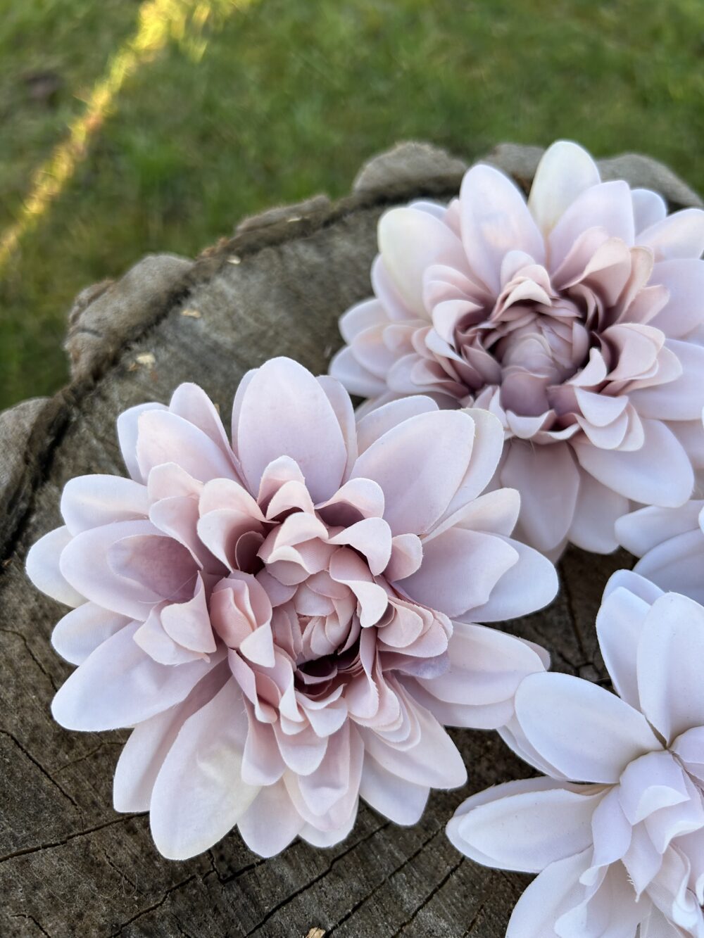 Жоржина рожево-пудрова