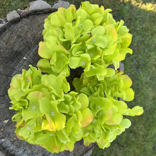 Гортензія зелена