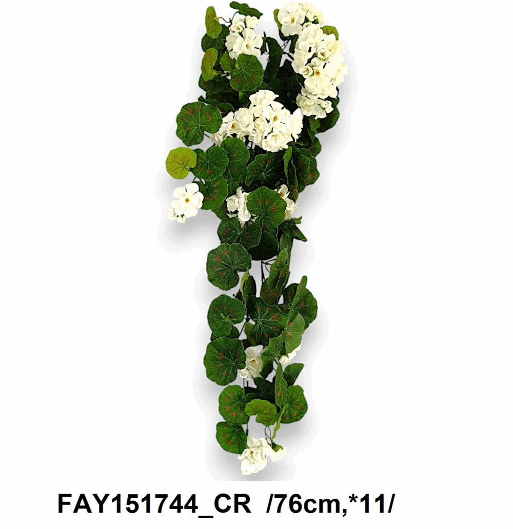 Пеларгонія біла - Зображення 2