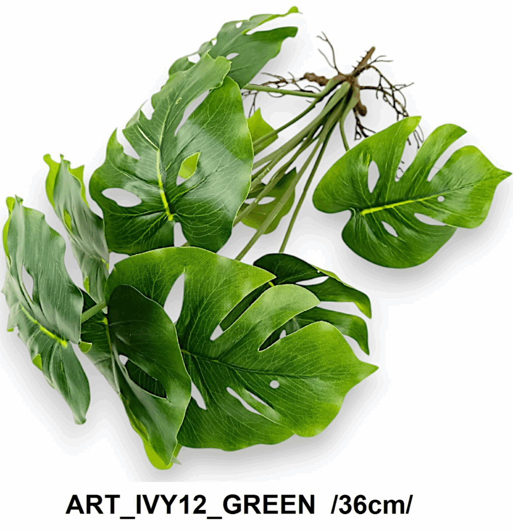 Монстера кущова з корінцями - Зображення 2