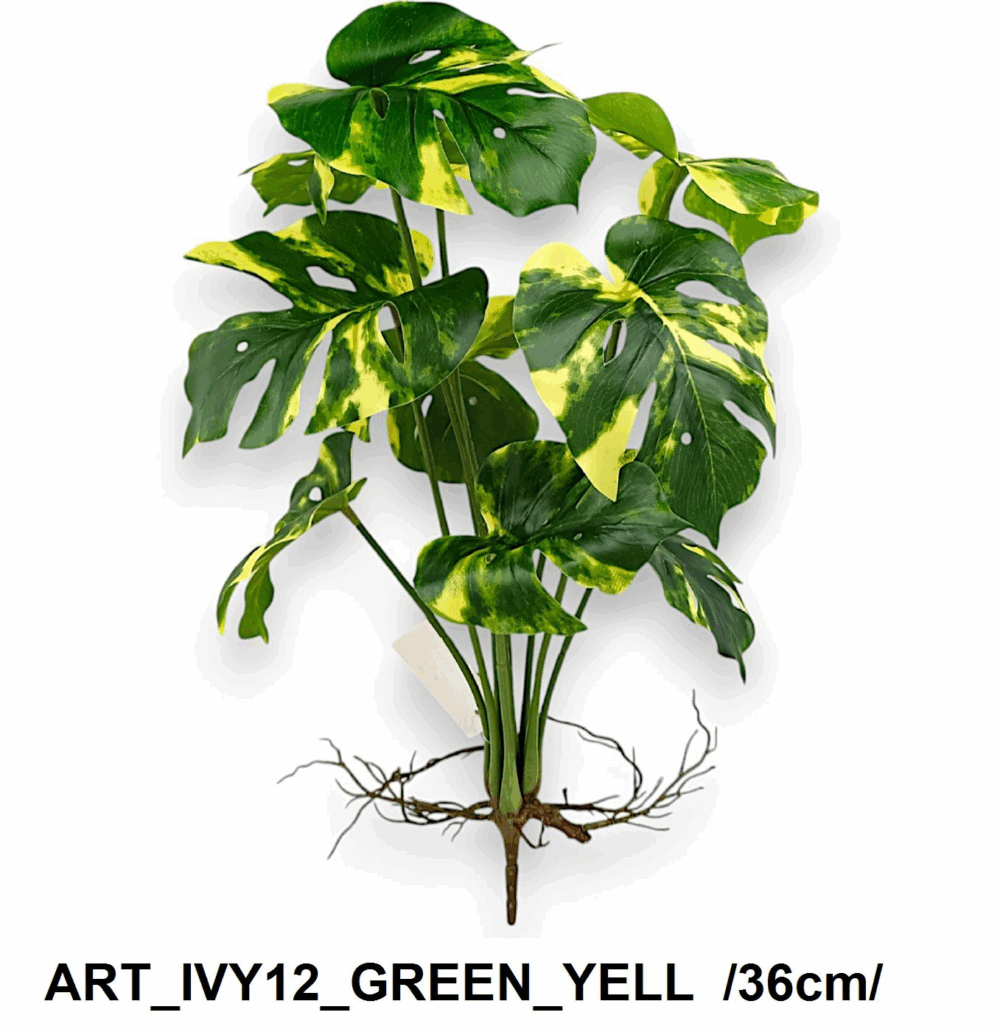 Монстера кущова з корінцями - Зображення 3