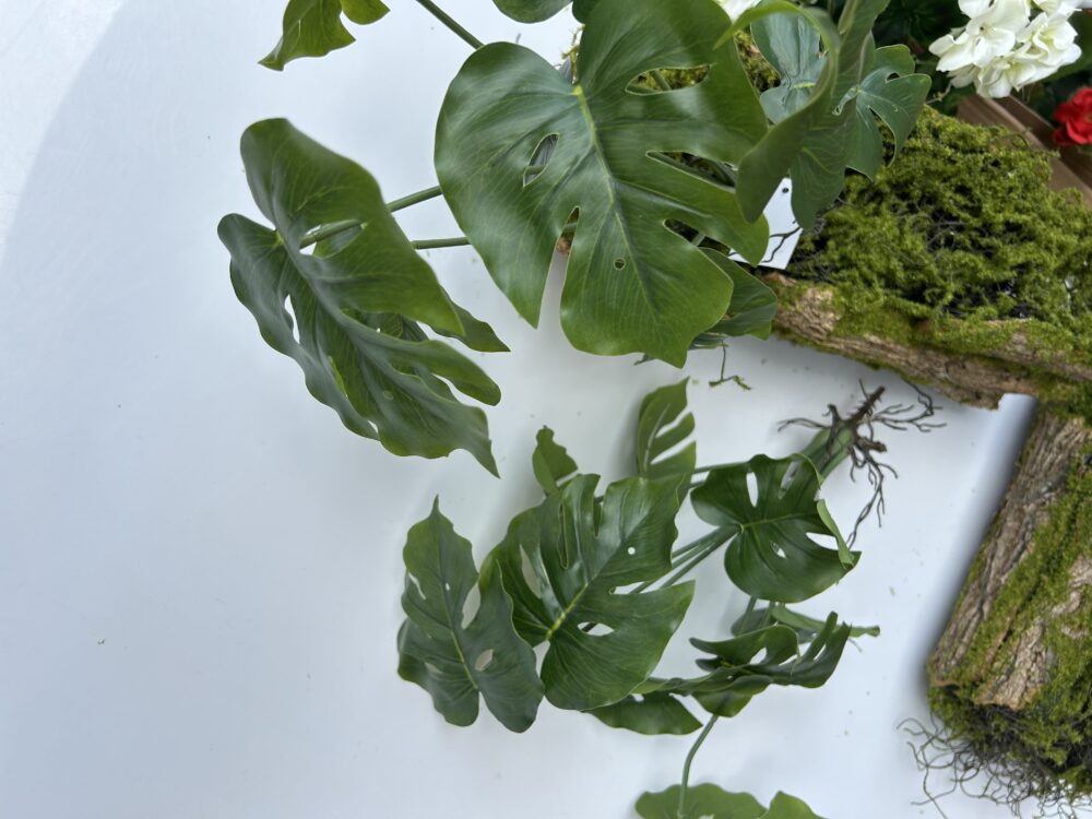 Монстера кущова з корінцями