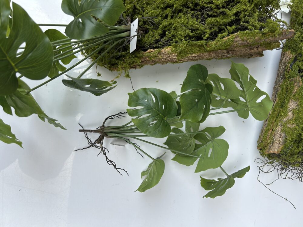 Монстера кущова з корінцями - Зображення 3