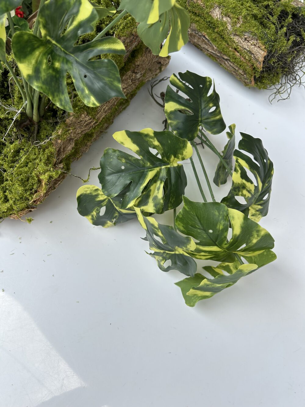 Монстера кущова з корінцями