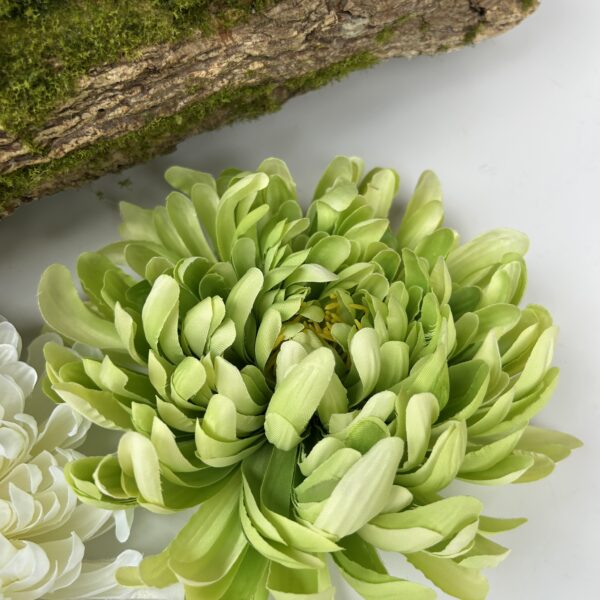 Хризантема оливова