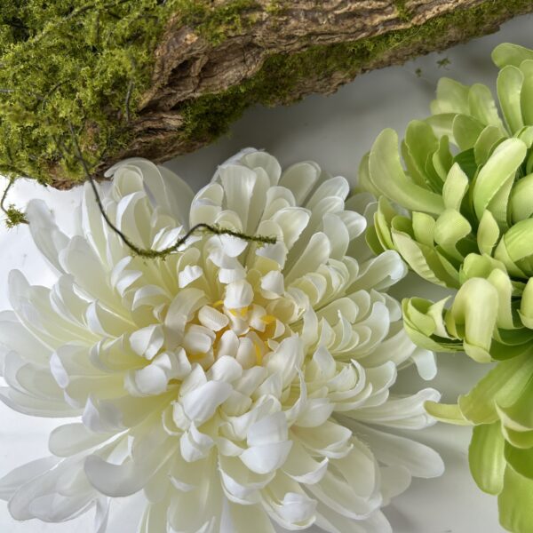 Хризантема біла