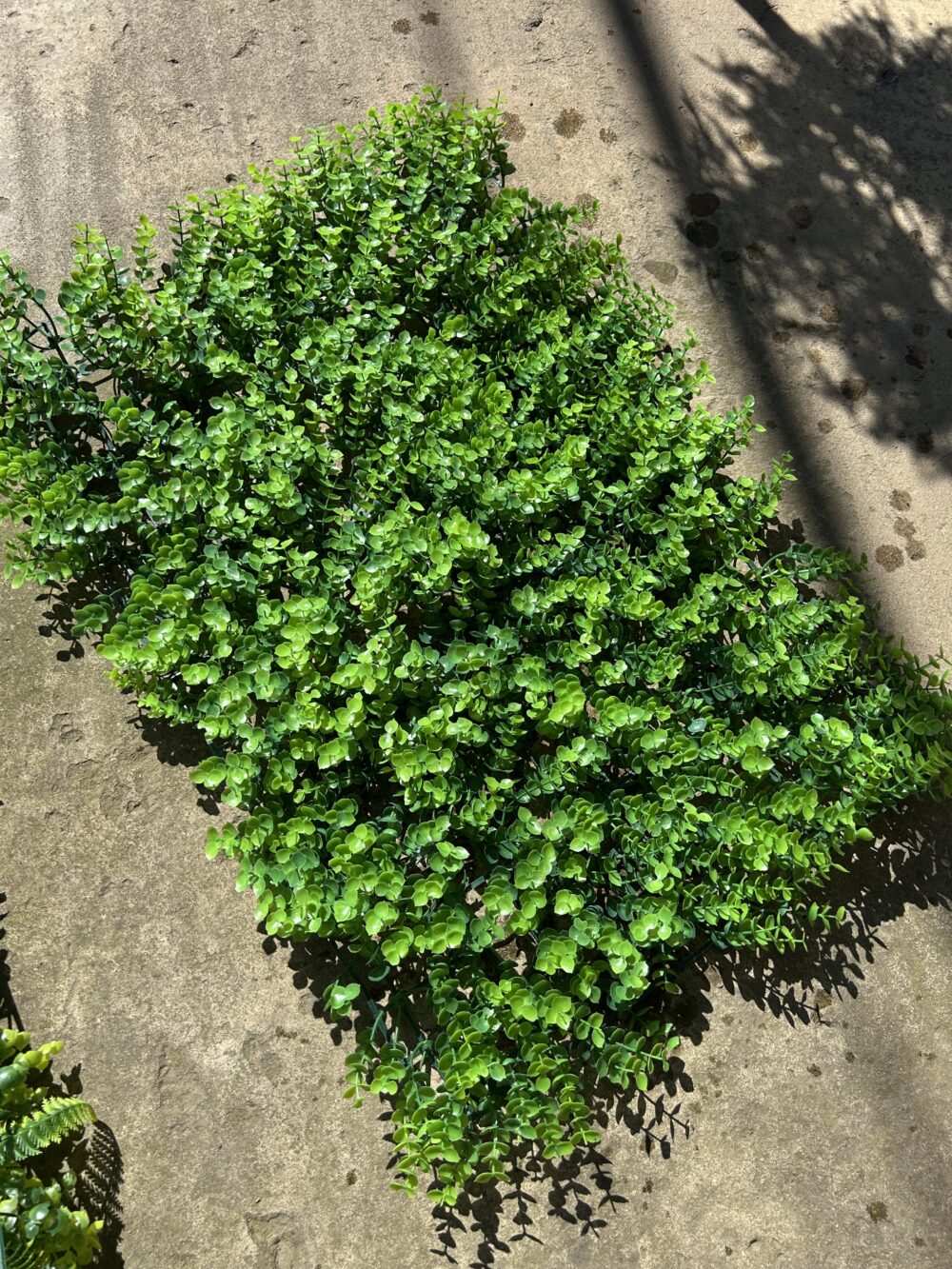 Коврик самшиту