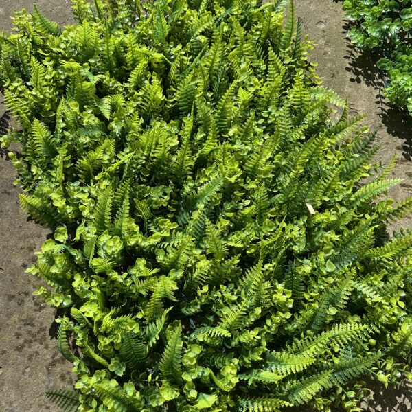 Коврик самшиту