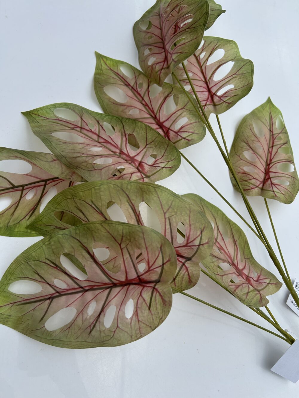 Лист Монстери «Jungle»