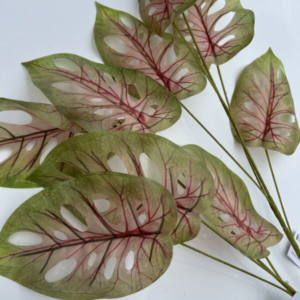 Монстера висока класична