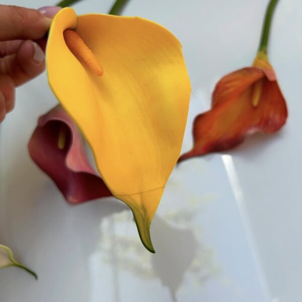 Калла гелева