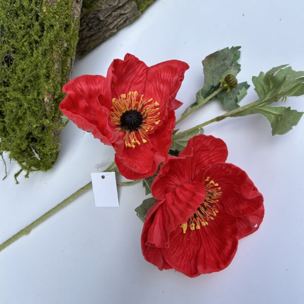 Мак польовий