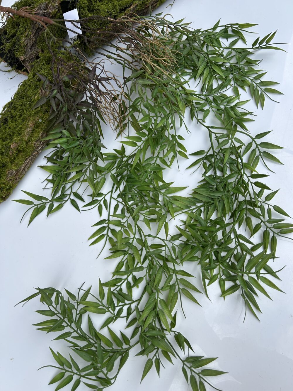 Рускус королівський