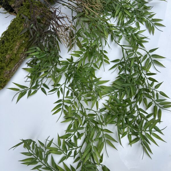 Рускус королівський