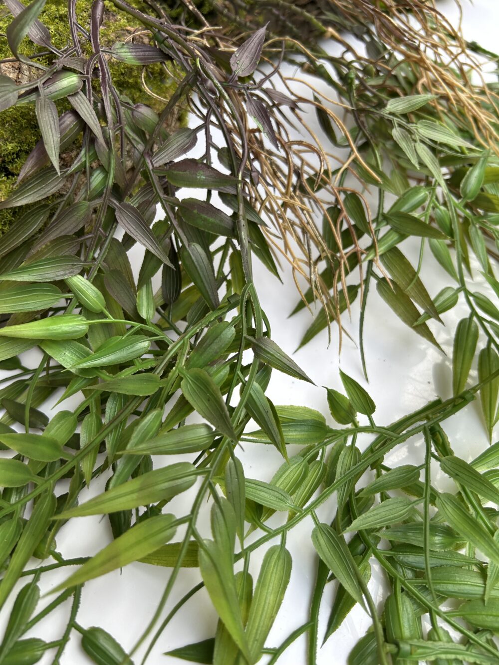 Рускус королівський - Зображення 3