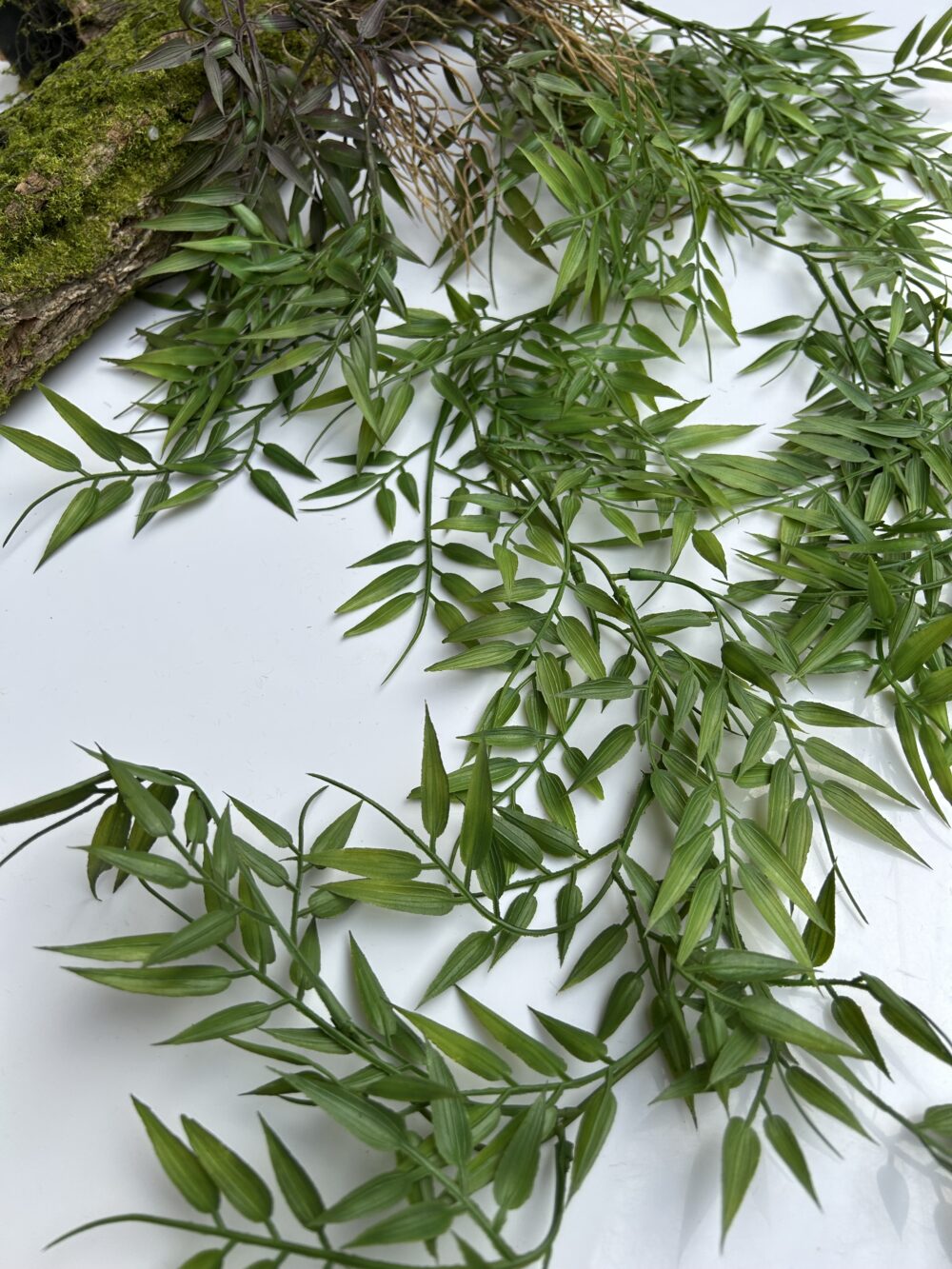 Рускус королівський - Зображення 2