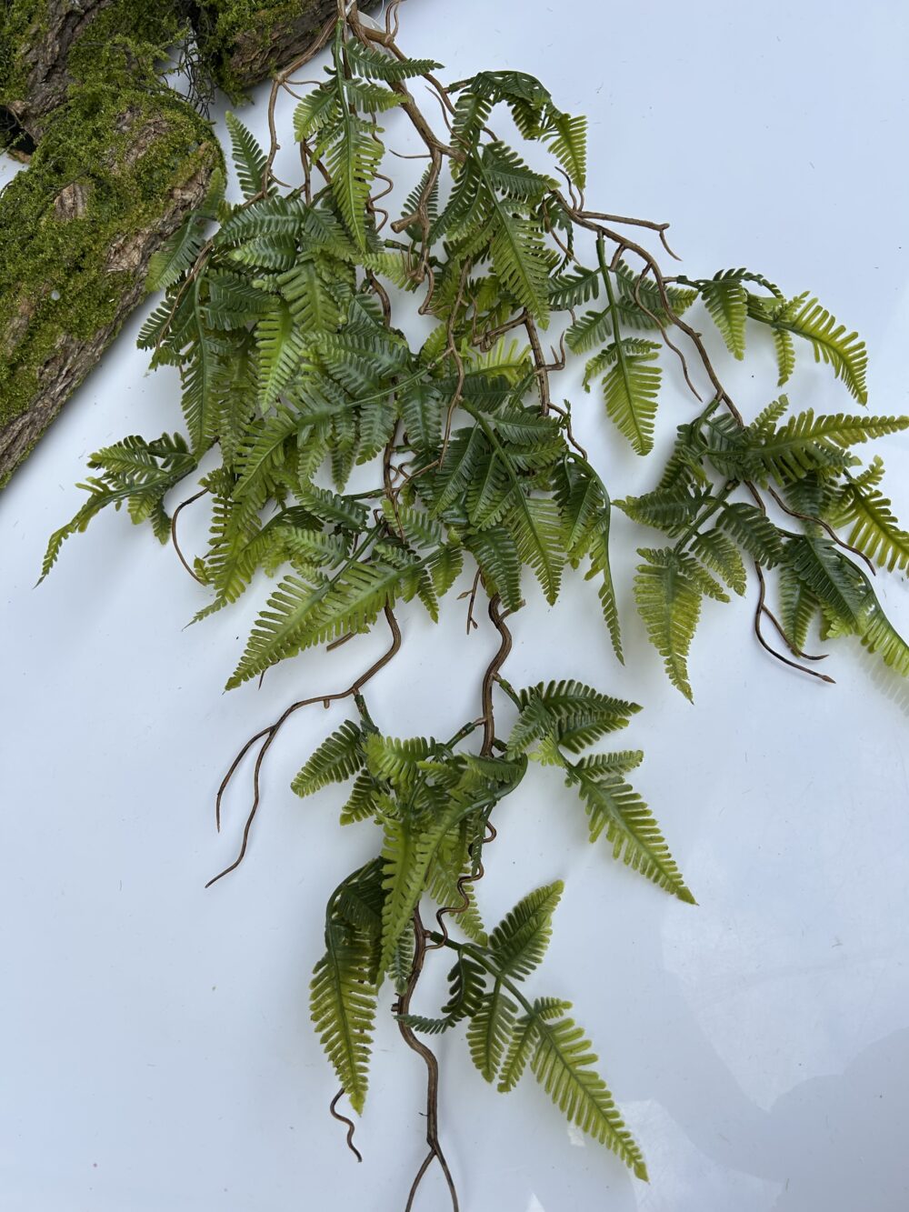 Папорпоть з корінцями