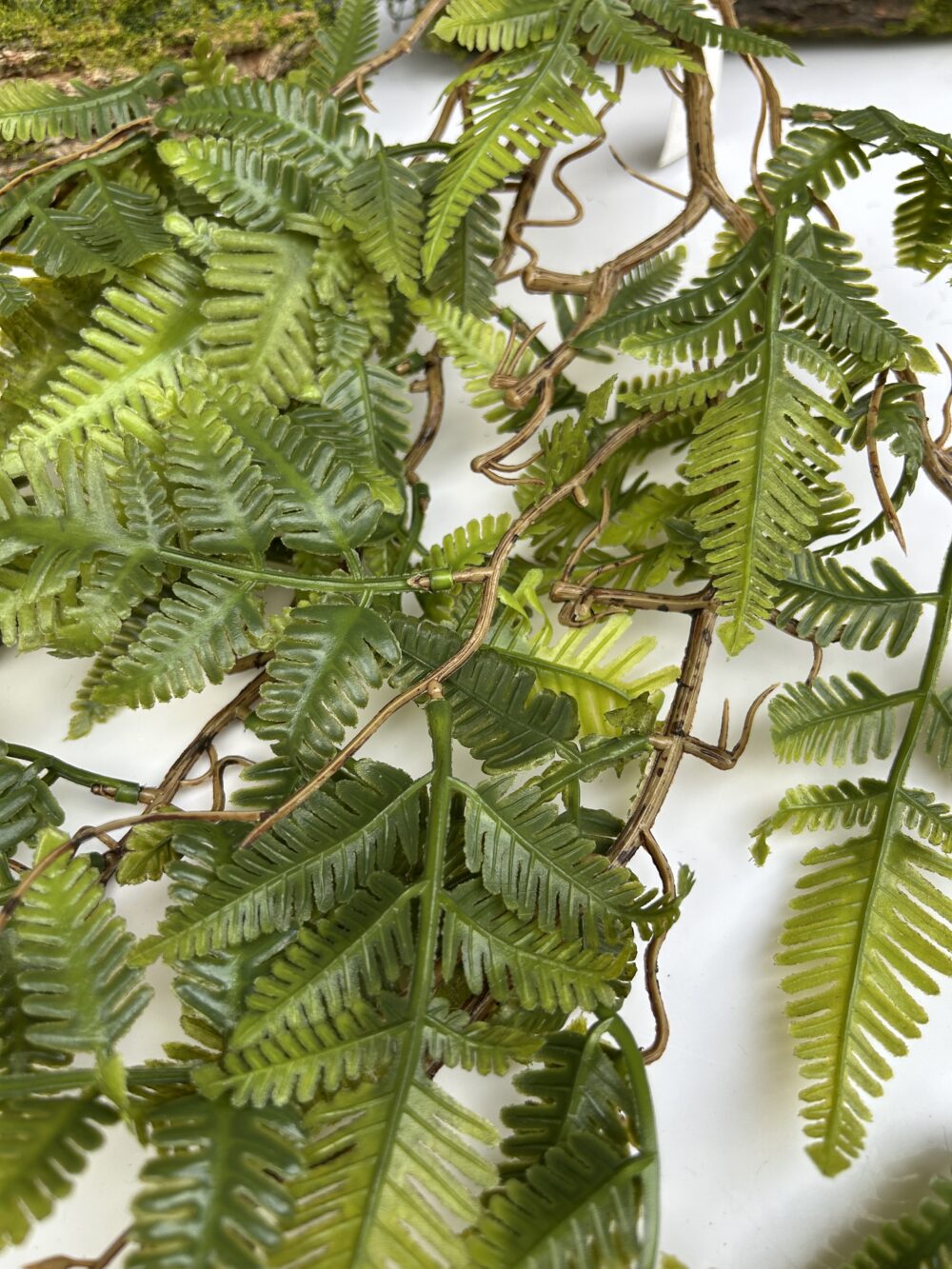 Папорпоть з корінцями - Зображення 2