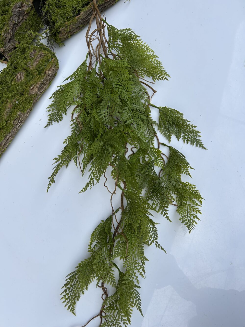 Папороть королівська