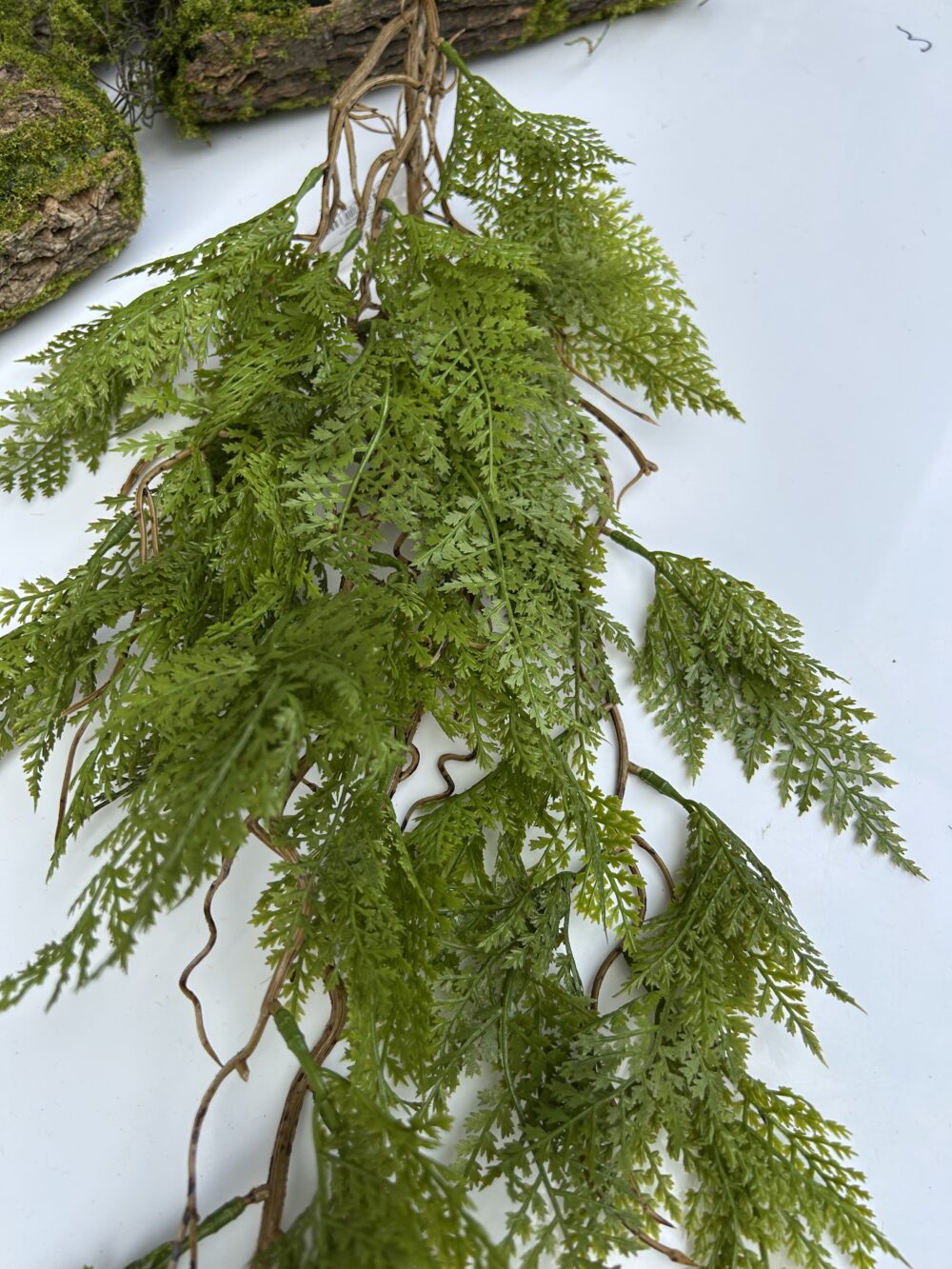 Папороть королівська - Зображення 2