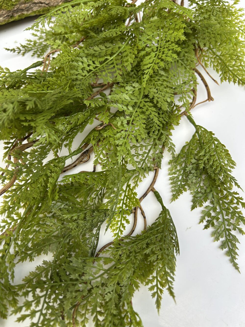 Папороть королівська - Зображення 3