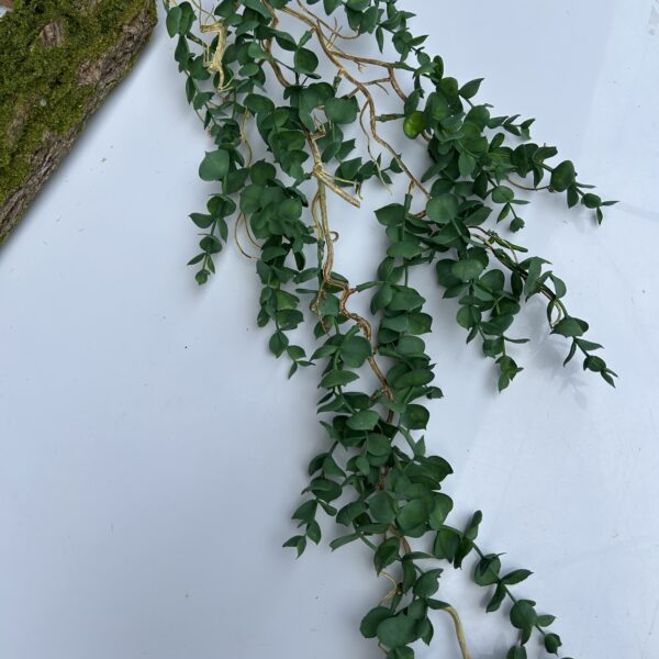 Самшит ліана з корінцями