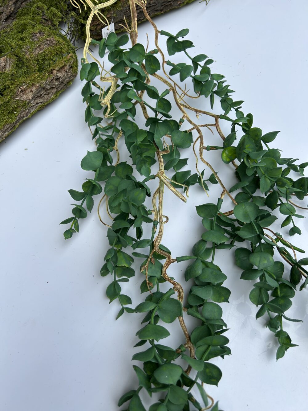 Самшит ліана з корінцями - Зображення 2