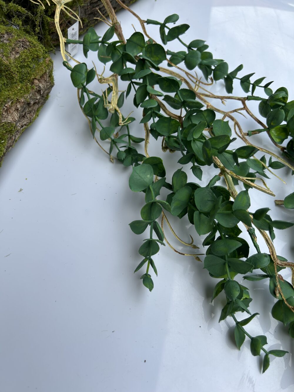 Самшит ліана з корінцями - Зображення 3