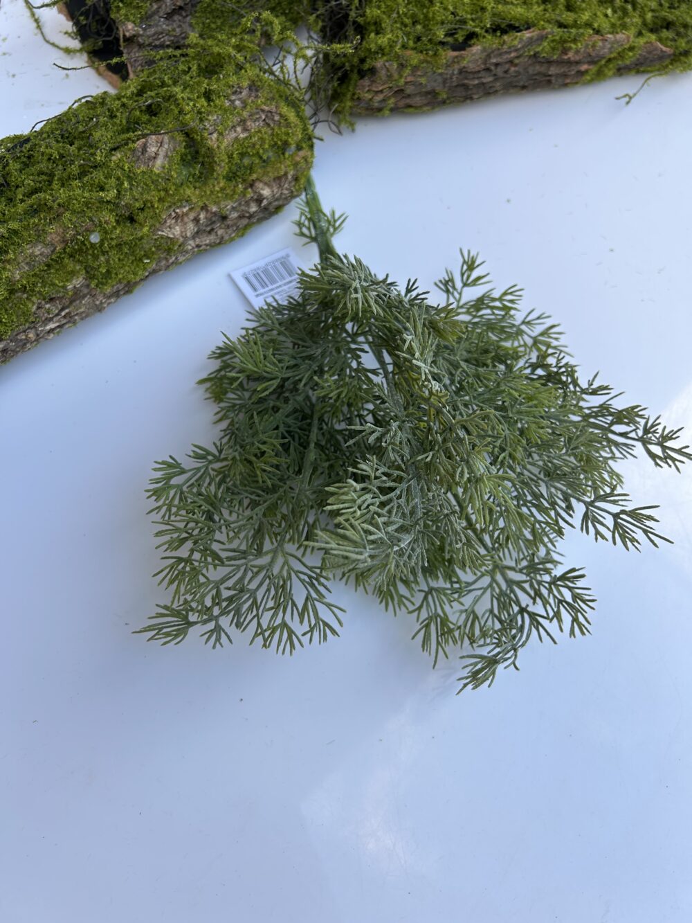 Кущ туї - Зображення 2