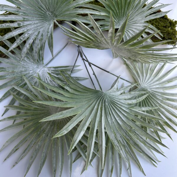 Пальма лівістона