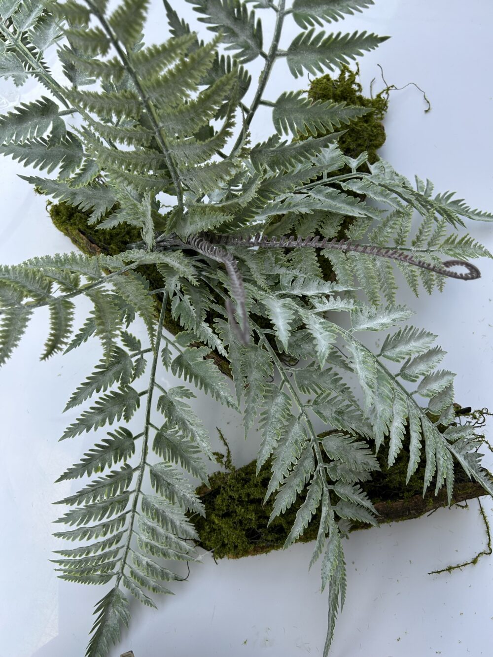 Папороть кущова велика - Зображення 2